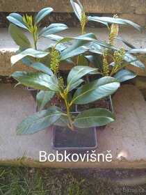 Trvalky, skalničky, jahody, pokojovky, leknín,byliny,sukulen - 3