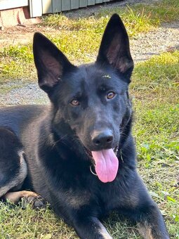 Německý ovčák - 3