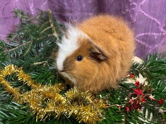 Morčátko chlapeček s PP - 3