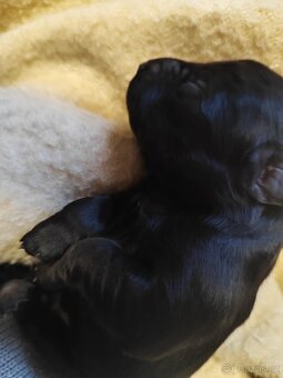 Štěňata křížence, střední plemeno - 3