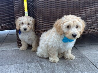 Maltipoo šteniatko, maltezák, pudel - 3
