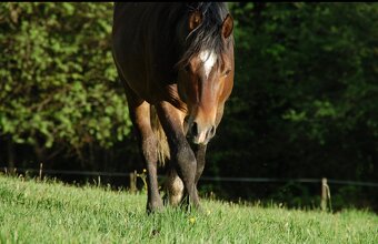 Hřebec Welsh Cob D - Připouštění - 3