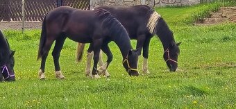 2letá kobylka Nena - Barock pinto - 3