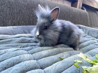 Králíček sameček 🐇🍀 - 3