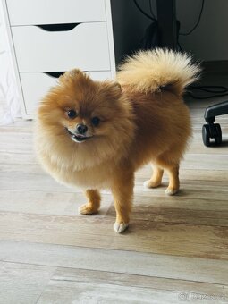 Pomeranian fenka s PP - 3
