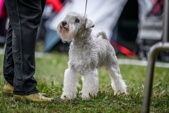 knírač malý bílý - krycí pes - 3