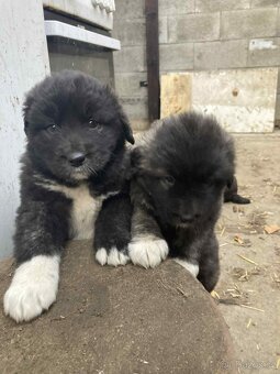 Kavkazský pastevecký - 3