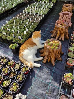 Betonové výrobky / pařez,misky,boty,veverky, ježek/ - 3