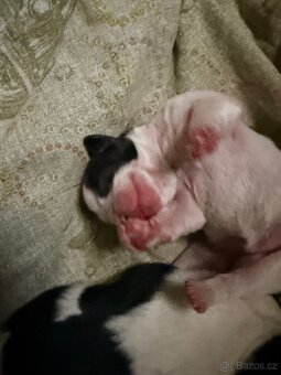 Štěňata - 3