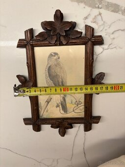 Obrázek jestřába v rámečku, sokolnictví - 3