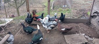 Pižmovka, kachna čínská - 3