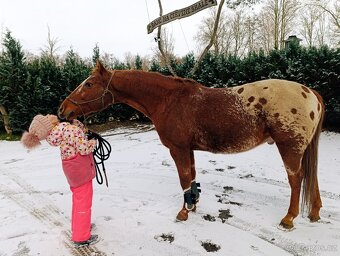 Valach Appaloosa - 3