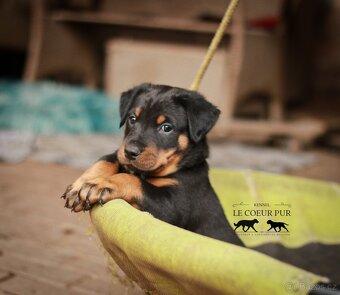 Beauceron - štěňátka k rezervaci - 3