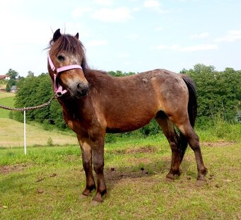 Prodám levně valáška pony - 3