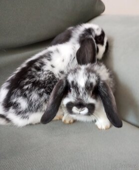 Zakrslý beránek králíček - 3