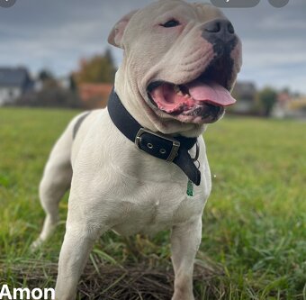 Krytí American Bully standard - 3