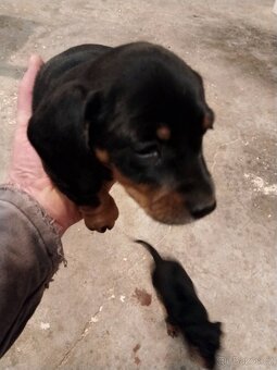 Štěně jezevčíka - 3