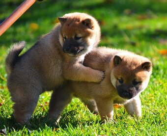 SHIBA INU - nádherne veselé šteniatka - 3