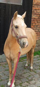 PRODÁM KOBYLKU ČESKÝ SPORTOVNÍ PONY, NAROZENOU - 3