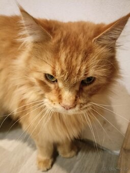 Kocour Mainské mývalí - 3