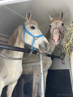 Přeprava koní - 3