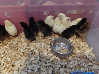 Násadová vejce + možnost vylíhnutí - 3