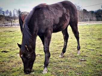 AQH smoky black klisna - 3