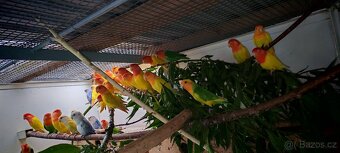 Agapornis ružohrdly - 3