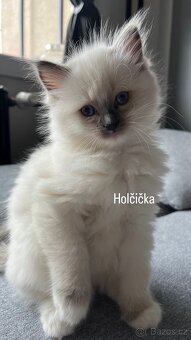 Ragdoll blue color koťátka - 3
