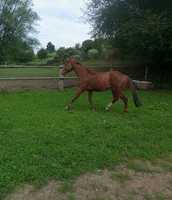 Aqh, Qh - 3