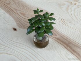 Rostlina Tlustice Crassula Ovata řízky cca 10 cm - 3