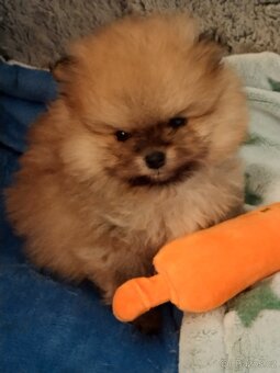 Pomeranian - 3