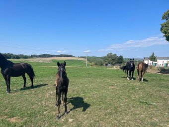 Jezdecký areál Eden – ustájení koní - 3