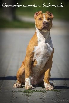 American bully XL/XXL s PP/podobné ako stafford/pitbull - 3