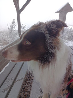 Nabízím ke krytí 5 letého hnědobílého psa Border kolie PP - 3