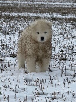 Samojed s PP - psík - 3