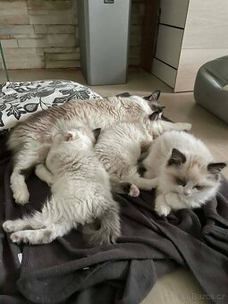 Koťátka Ragdoll - 3
