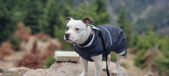 Krycí pes Stafordšírský bulteriér s PP . - 3