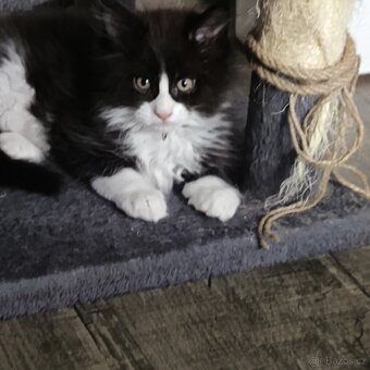 Mainská mývalí koťátka - 3