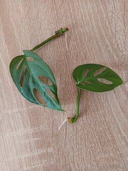 Monstera esqueleto - 3