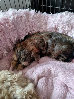 Yorkšírský teriér - 3