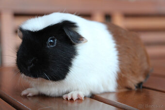 Krátkosrsté morče, morčátko, morčata s PP - 3