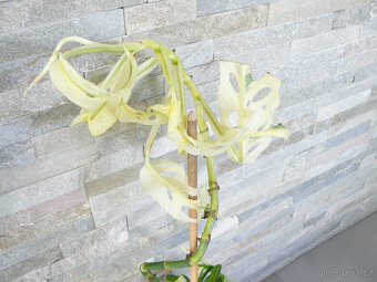 Monstera Adansonii Variegated - 3