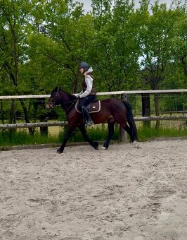 Pony valach 130kvh - 3