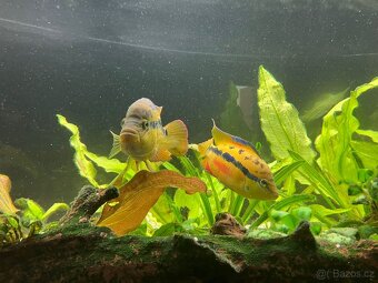 Cichlasoma salvini chovný pár - 3
