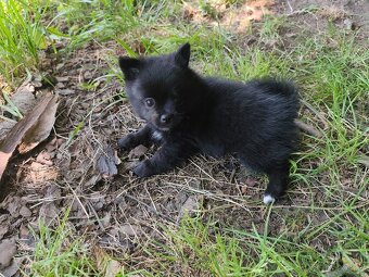Čivava - pomeranian - 3