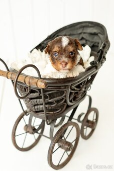 Biewer a Biro Yorkshire Terrier s PP, Jorkšír terier s PP - 3