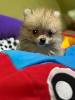 Pomeranian - 3