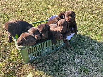 Labrador - 3