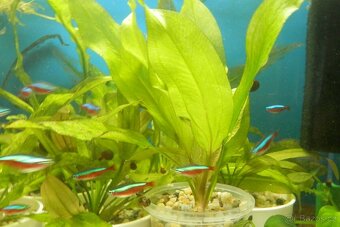 Neonka červená - Paracheirodon axelrodi - 3